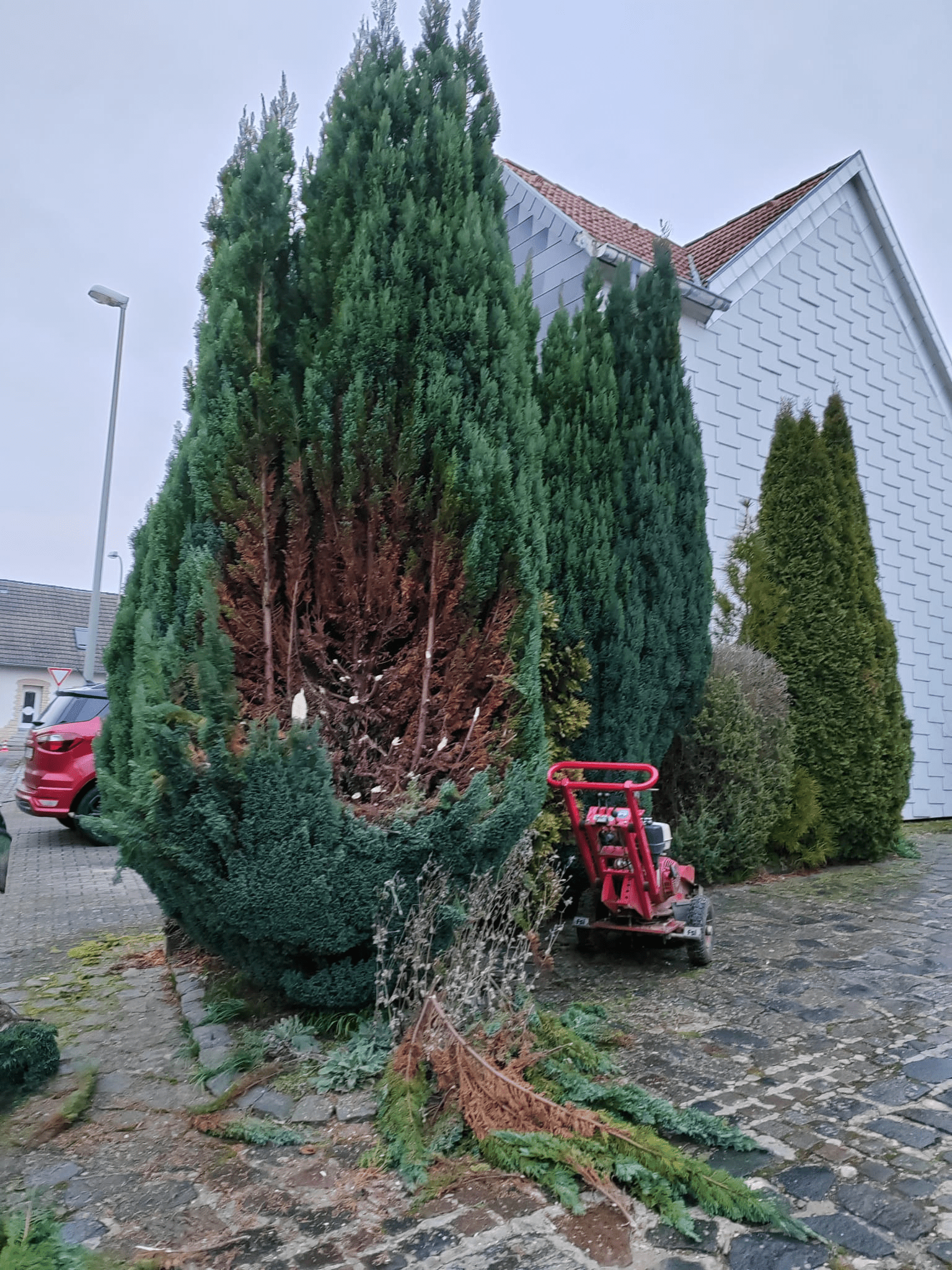 Baumdienst Wagner Vorher